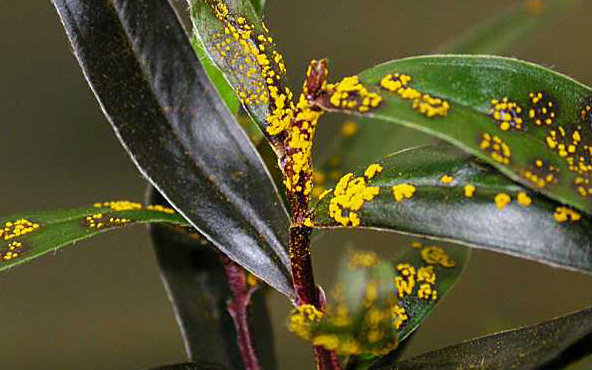 A plant infected with myrtle rust.