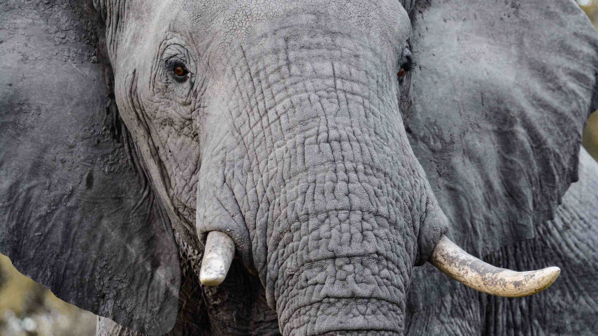 Elephants in the Avon part of Christchurch s rich past Newsline