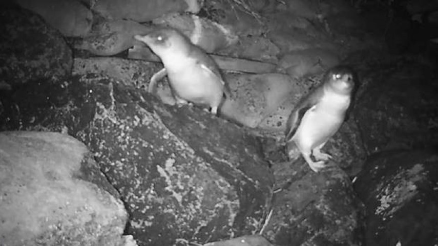 Arrival of penguins prompt changes to Coastal Pathway work