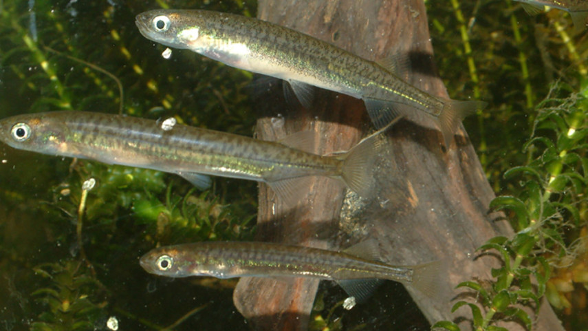 Council stops whitebaiters’ vehicle access through Ōtākaro Avon River Corridor
