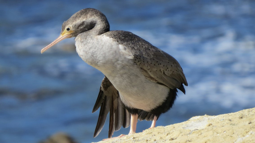 Top spots for bird-watching in Ōtautahi Christchurch