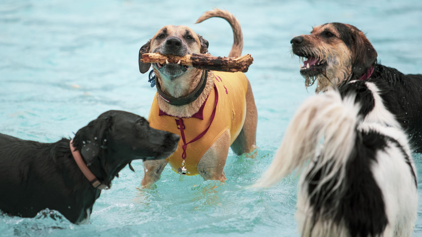 Pooch pool parties back by pup-ular demand