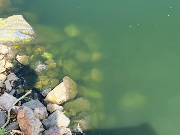 Algae at the Christchurch wastewater treatment plant which attracts midges.