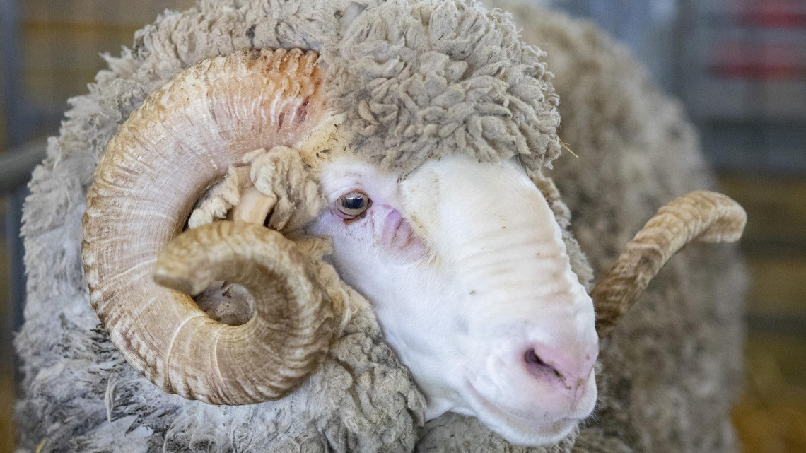 The New Zealand Agricultural Show