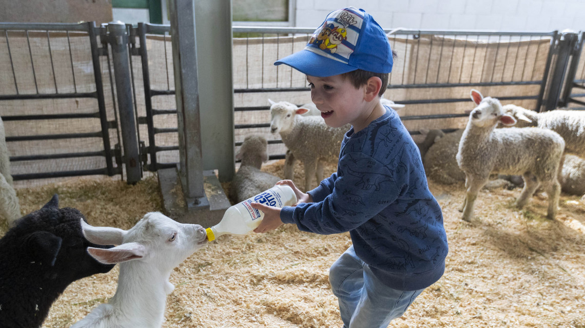 The New Zealand Agricultural Show