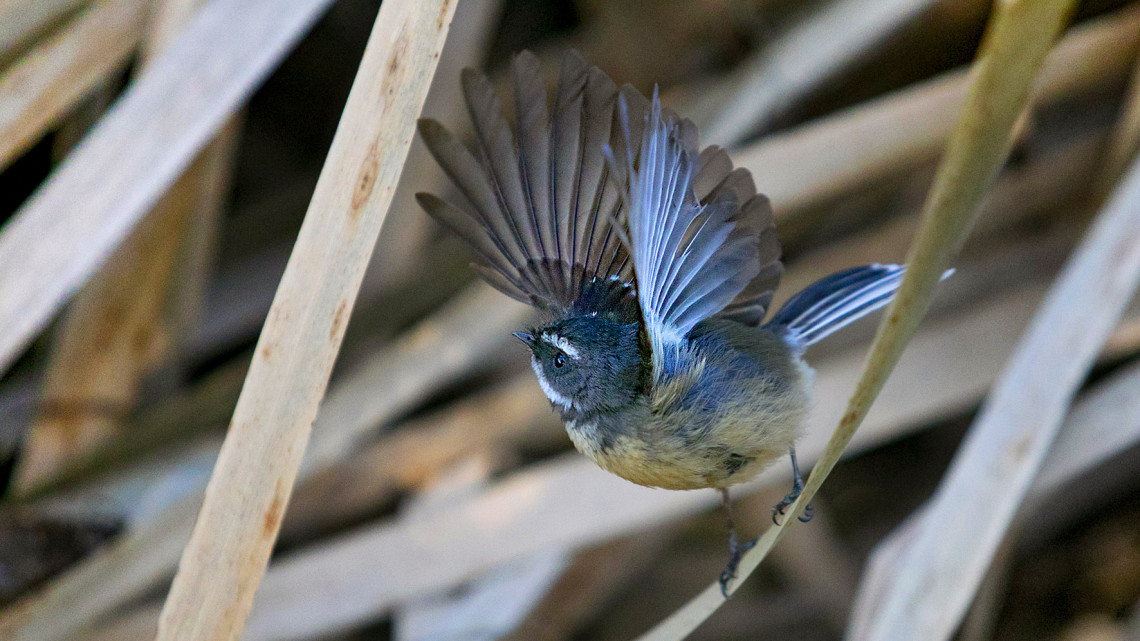 Travis Wetland
